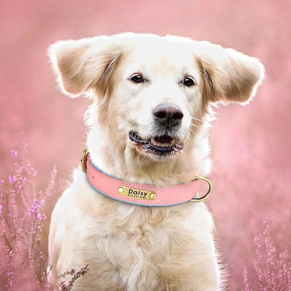 "Personalized Padded Leather Dog Collar - Custom Engraved Nameplate".