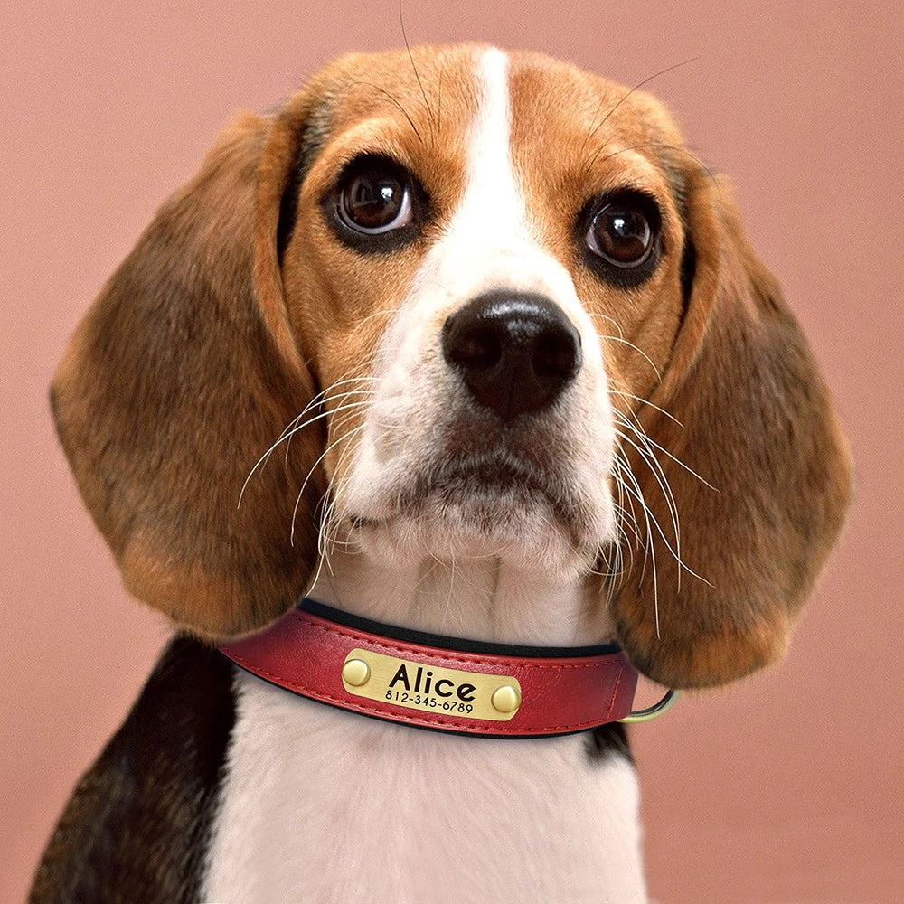 "Personalized Padded Leather Dog Collar - Custom Engraved Nameplate".