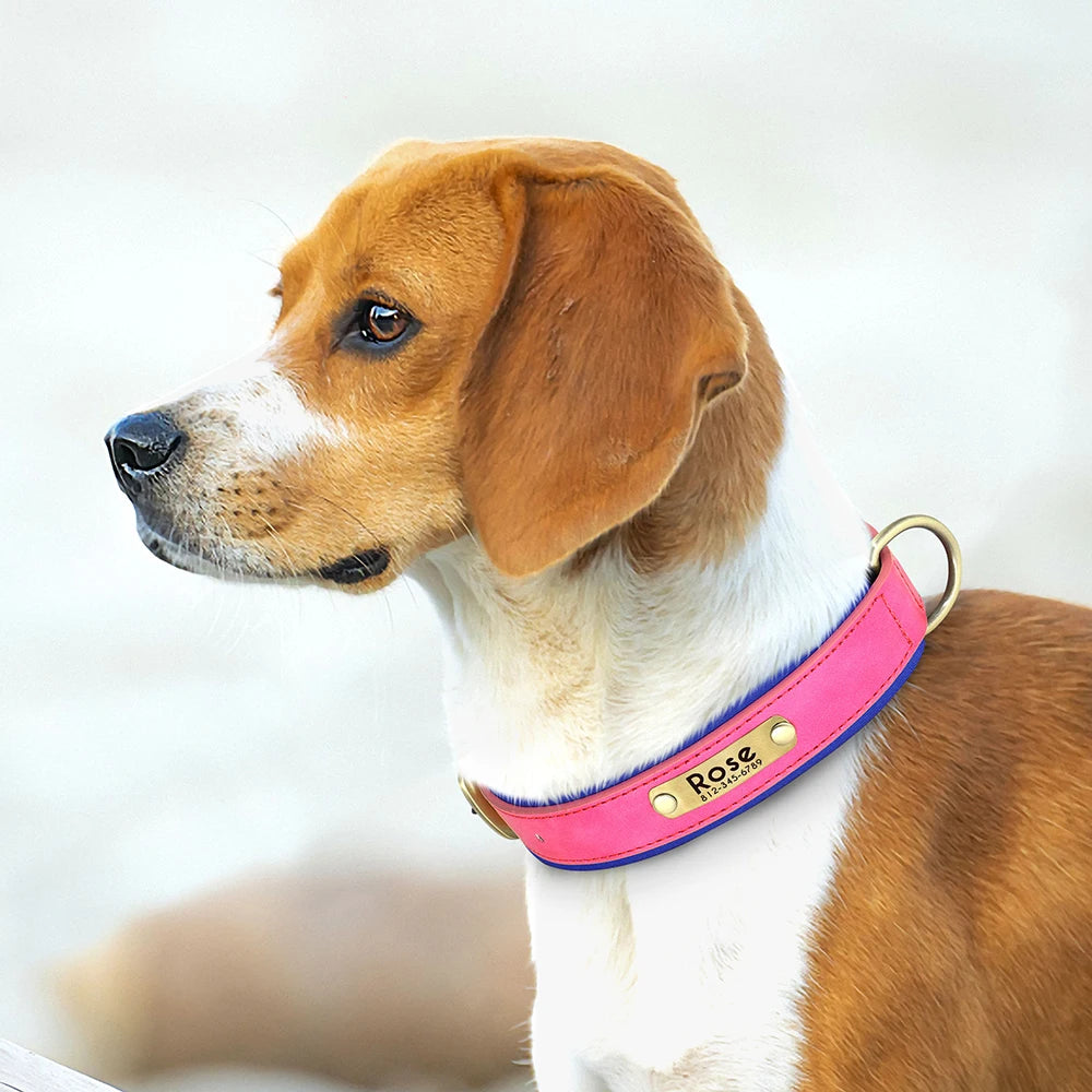 "Personalized Padded Leather Dog Collar - Custom Engraved Nameplate".