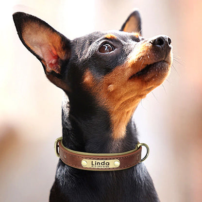 "Personalized Padded Leather Dog Collar - Custom Engraved Nameplate".