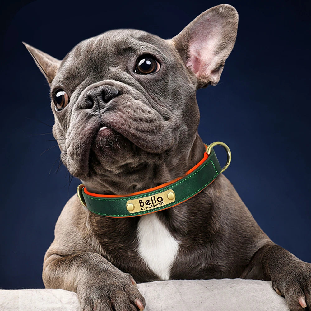 "Personalized Padded Leather Dog Collar - Custom Engraved Nameplate".